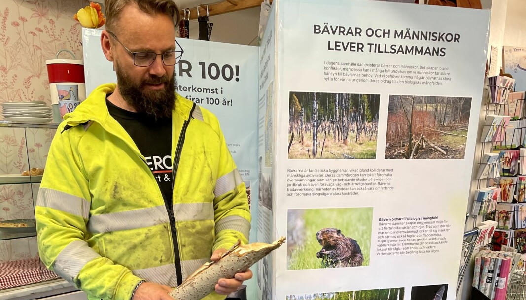 Vandringsutställningen har kommit till Norråker där besökaren Jörgen Pettersson lär sig mer om bävern. Här ska utställningen stå i två veckor innan den reser vidare i kommunen.