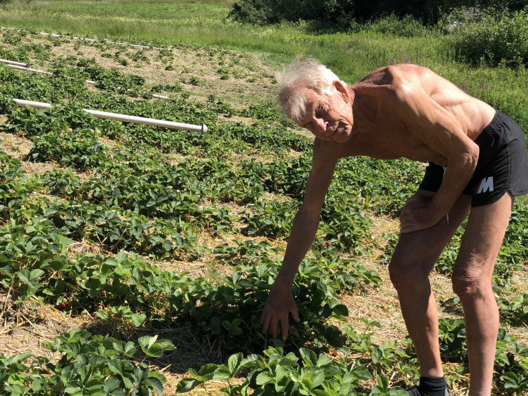 Per-Anders Persson i Gevåg spår en succésommar för sin jordgubbsodling.