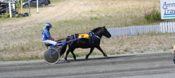Lyckat trav i Ammer Lyckat trav i Ammer