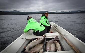 Tre ton fisk har räddats genom unikt projekt i Ånnsjön