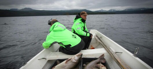 Tre ton fisk har räddats genom unikt projekt i Ånnsjön