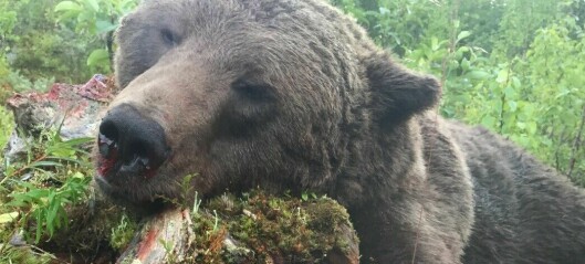 Björnjakten avlyst i hela länet