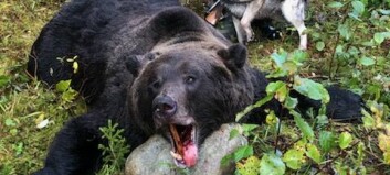 Årets största björn i Sverige fälld i Östjämtland
