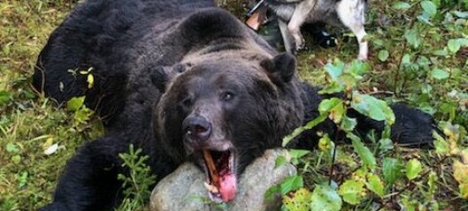 Årets största björn i Sverige fälld i Östjämtland
