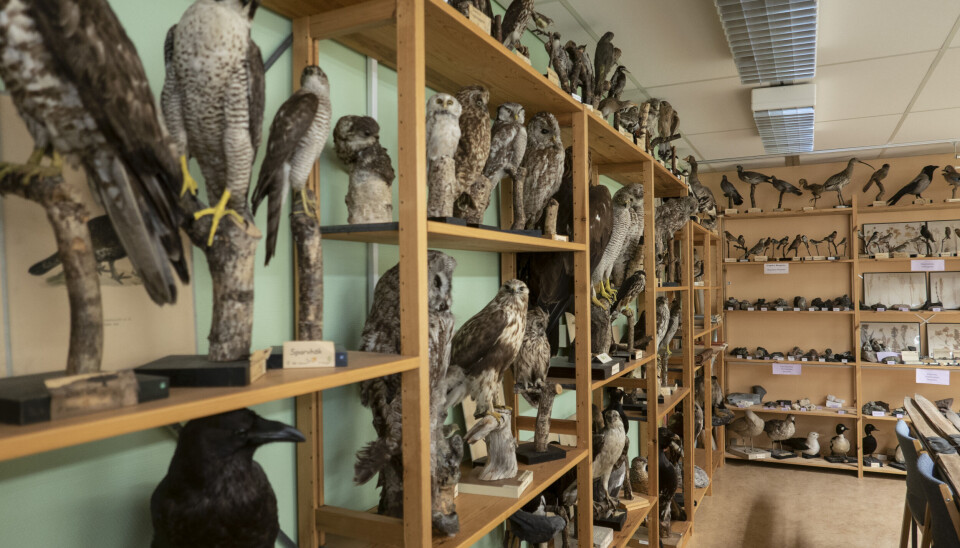 Museet består av föremål som skänktes av Skogsmännens kamratförbund. Museet består av föremål som skänktes av Skogsmännens kamratförbund.