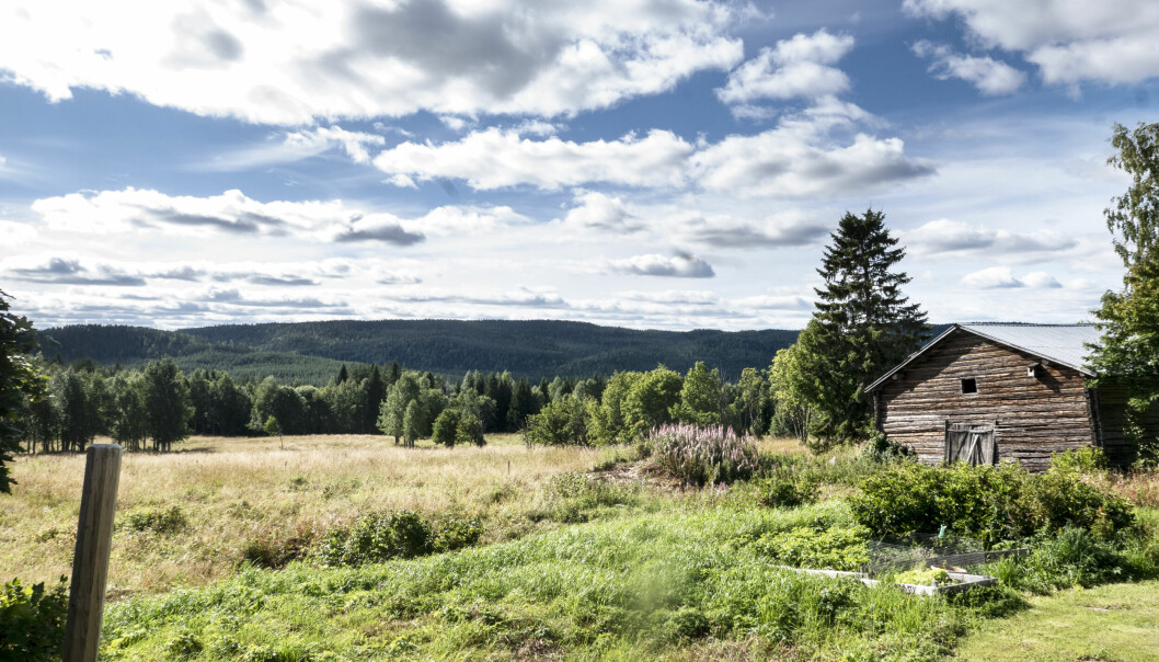 Länsstyrelsen vill bilda ett naturreservat av ett område strax väster om Öratjärndalen i Bräcke kommun.