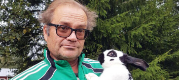 Kaninuppfödare i Bispgården riskerar djurförbud – rasar mot Länsstyrelsen