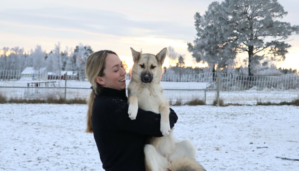 Emma med en av de huskyvalpar som finns på gården. Sambon Roger tävlar med framgång i drag. 'På Draghunds-VM i Östersunds i år tog han en bronsmedalj'. Emma med en av de huskyvalpar som finns på gården. Sambon Roger tävlar med framgång i drag. 'På Draghunds-VM i Östersunds i år tog han en bronsmedalj'.