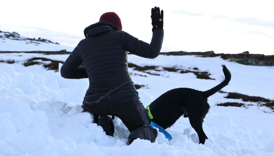 Jet markerar för de andra att hennes hund har hittad en skadad. Jet markerar för de andra att hennes hund har hittad en skadad.