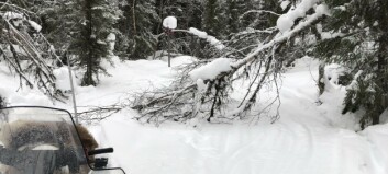 Skoterleder förstörs av fastfrusna träd – mycket jobb röja upp
