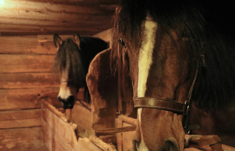 Vissa av forbönderna kom till Klövsjö under tisdagen. Hästarna fick då övernatta i de gamla stallen på Pålletorpet.