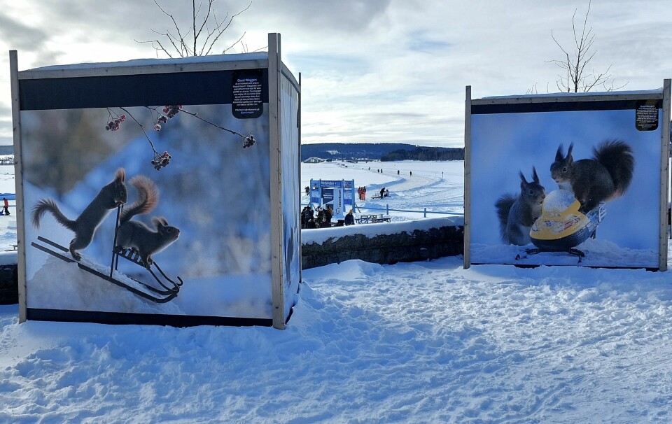 Stora fotografier med ekorrar i färd med olika sysslor vi vanligtvis förknippar med människor är en ny attraktion i Vinterparken.
