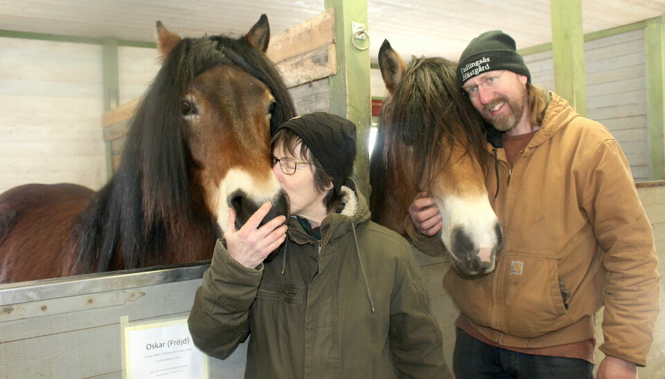 Harry Svensson fick besök av Marie Lidvall från Föreningen Nordsvenska hästar i Jämtland, hon passade på att kela lite med Alma.