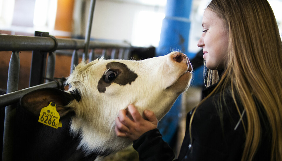 Ylva Lindberg går lantsbrukslinjen där ingår djurvård och mjölkning av gårdens 70 kossor.