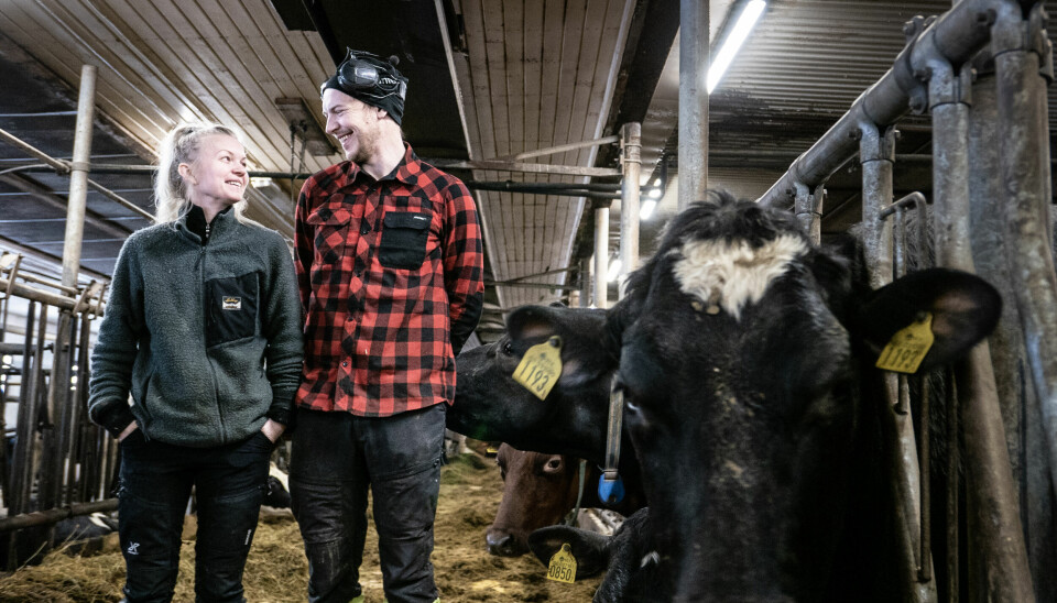Nicklas Lemon och Lina Levin driver mjölkgården i Sörviken.