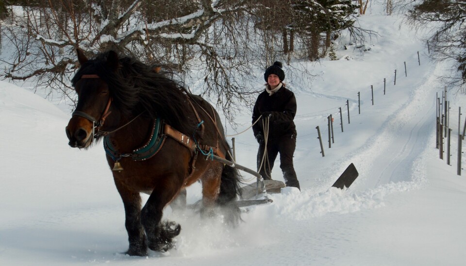 Johanna röjer snö med sin häst Augver.