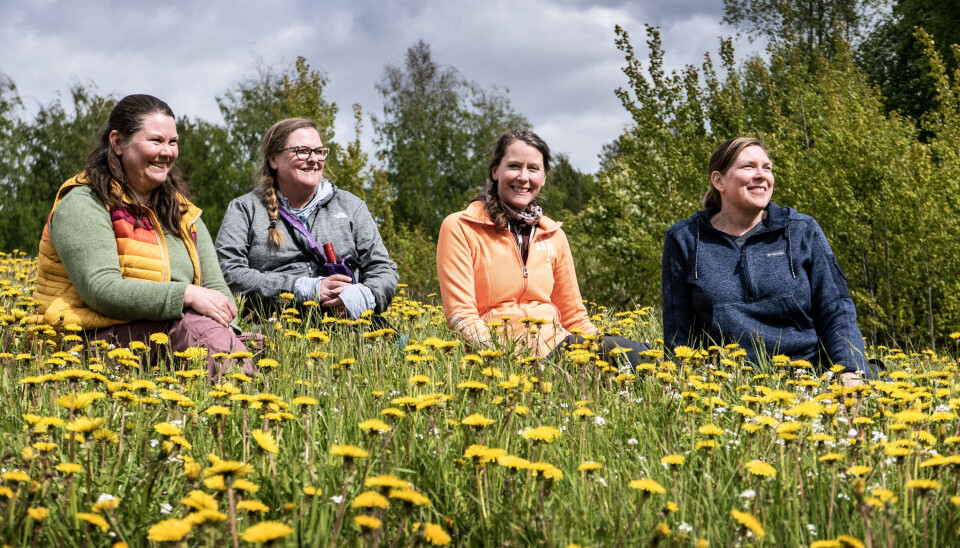 Mary Algaard, Nancy Algaard Hanson, Joy Algaard Ciaffoni och Angie Anderson trivs på de svenska sommarängarna. “Naturen, språket. Det är konstigt men jag känner mig som hemma”, säger Joy Algaard Ciaffoni. Mary Algaard, Nancy Algaard Hanson, Joy Algaard Ciaffoni och Angie Anderson trivs på de svenska sommarängarna. “Naturen, språket. Det är konstigt men jag känner mig som hemma”, säger Joy Algaard Ciaffoni.