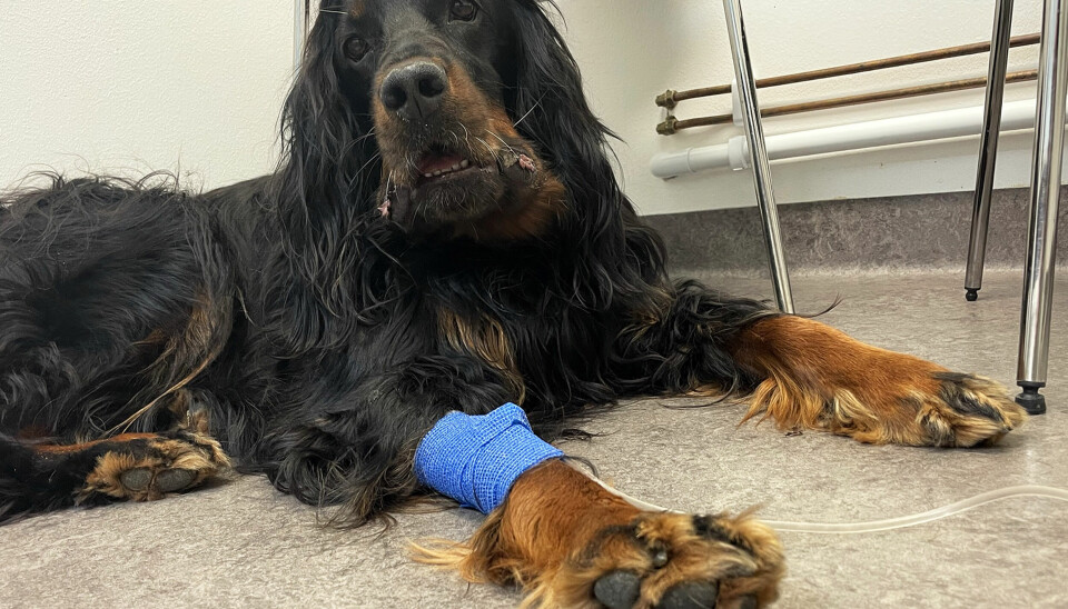 Trizza kom till veterinären snabbt efter ormbettet och svarade bra på behandlingen.
