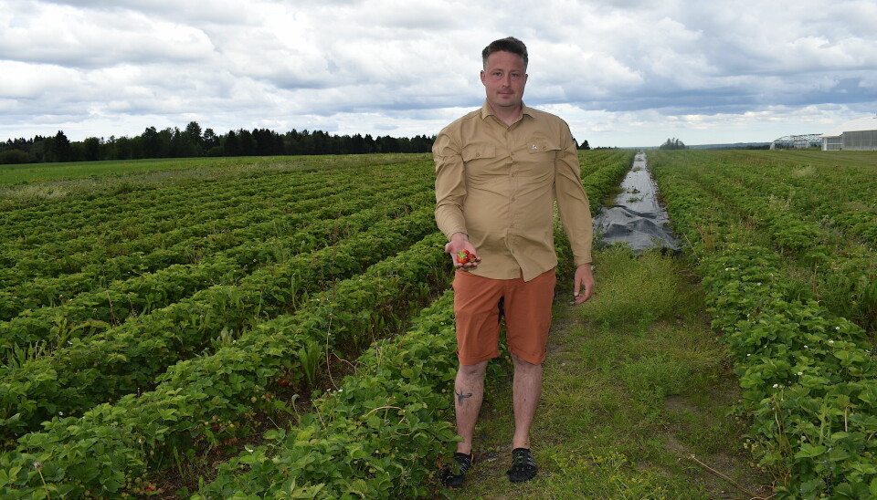 Claes Moberg Reimertz odlar jordgubbar på Rödön. ”Det ser bra ut”, säger han.