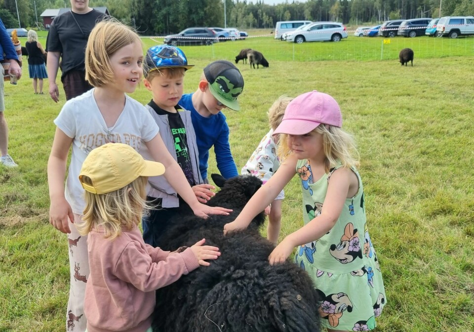 Fåren på Hovermo Gård var populära bland barnen. Här klappar Ella, Lilith, Algot, Eije, Asta och Nora om ett snällt får som även gärna tog emot kramar från barnen.