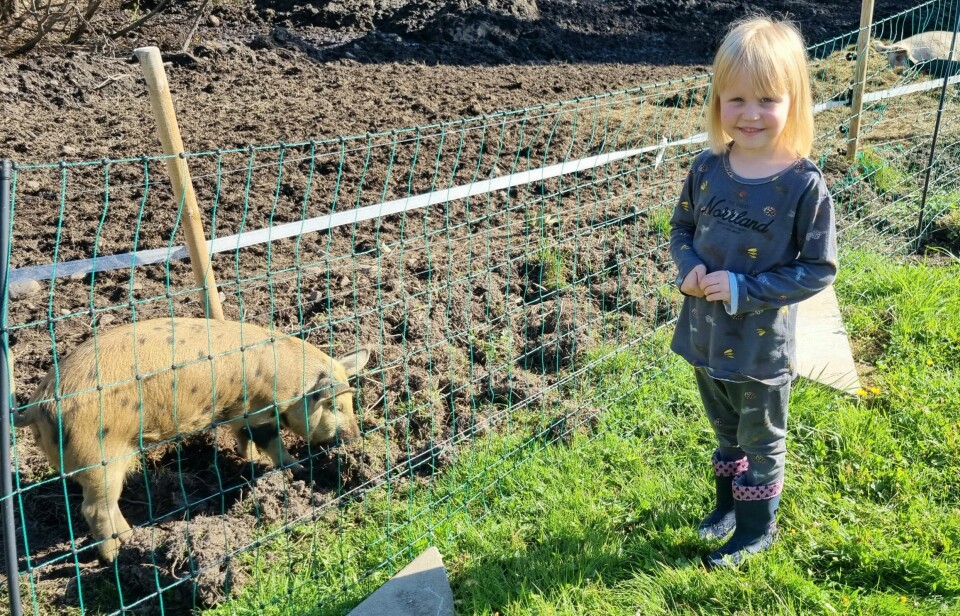 Sigrid Nordantjäl, 4 år och från Brunflo fick äntligen hälsa på alla grisar i Brånan.
'Hon tycker om grisar och har frågat sedan igår när vi skulle åka hit', berättade mamma.