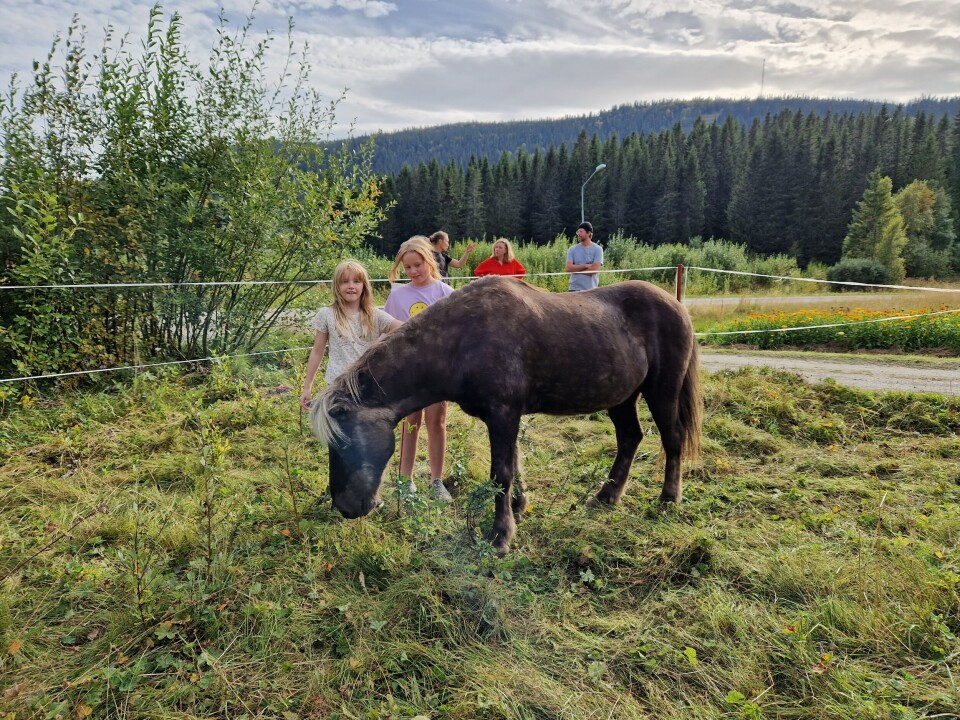 Liv och Lion tyckte att det var roligast med de snälla hästarna från Huså Åreskutans Fjällridning. Liv och Lion tyckte att det var roligast med de snälla hästarna från Huså Åreskutans Fjällridning.