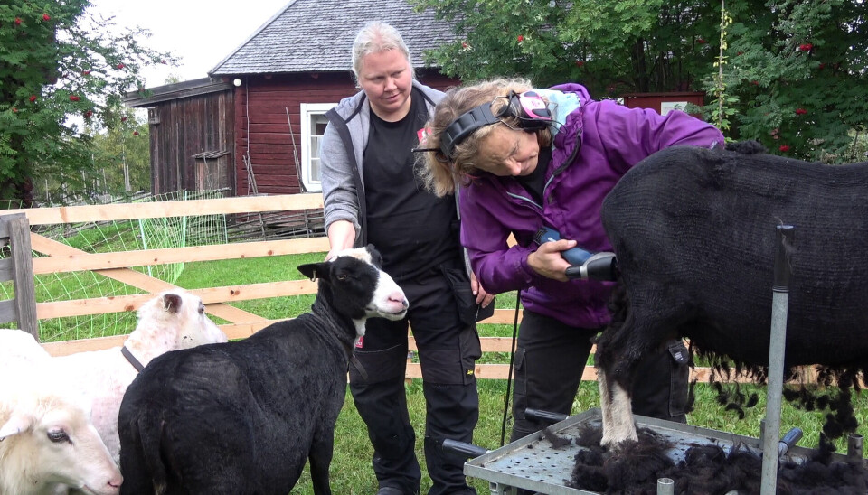 Får rakas på Jamtli, delar av ullen användes av barn till olika konstprojekt på nationalmuseum. Får rakas på Jamtli, delar av ullen användes av barn till olika konstprojekt på nationalmuseum.
