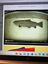 Oväntad ökning av vandrande öring i Bågede