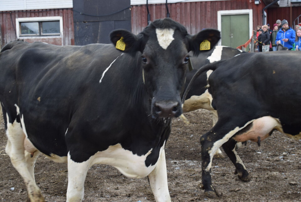 En ko rapar metan ungefär fyra gånger på fem minuter. En lakterande mjölkko kan producera ca 400 gram metan om dagen. Foto: Arkivbild.