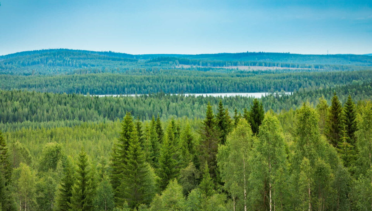 Bolag vill borra efter mineral utanför Strömsund