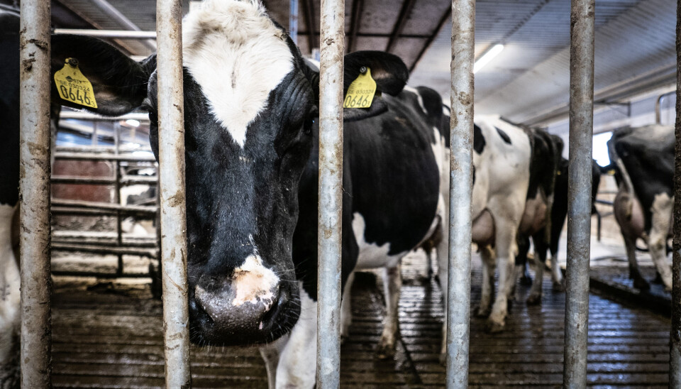 För övrigt avger även människor metangas, vilken är en beståndsdel i de fyra liter ”väder” som vi släpper ut per person och dygn. Foto: Arkivbild.