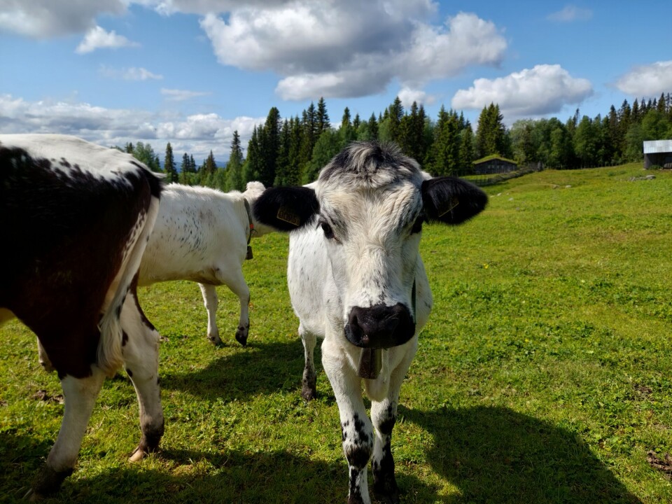 Nyfiken fjällko. Foto: Arkivbild.