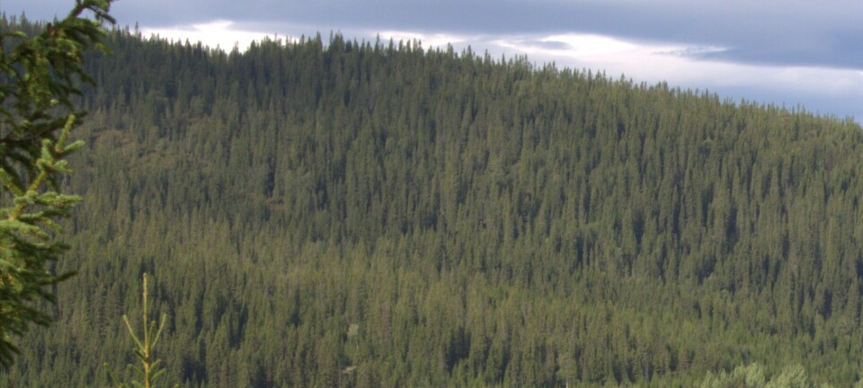 Jämtkraft säljer skog till stockholmsbaserat företag