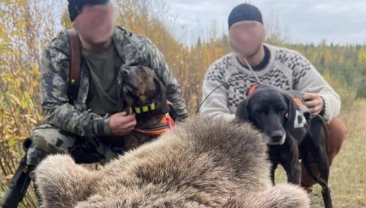 Fängelse efter björnjakt i Strömsund