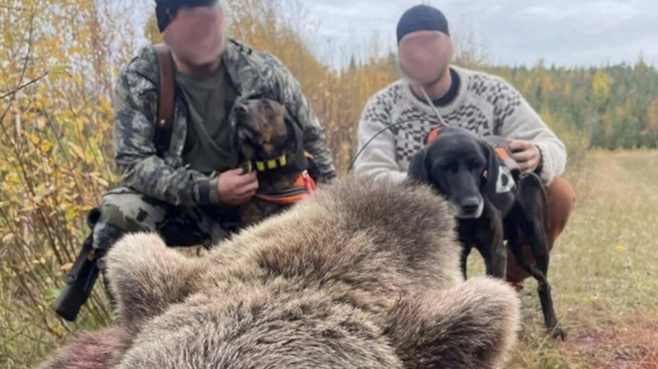Fängelse efter björnjakt i Strömsund